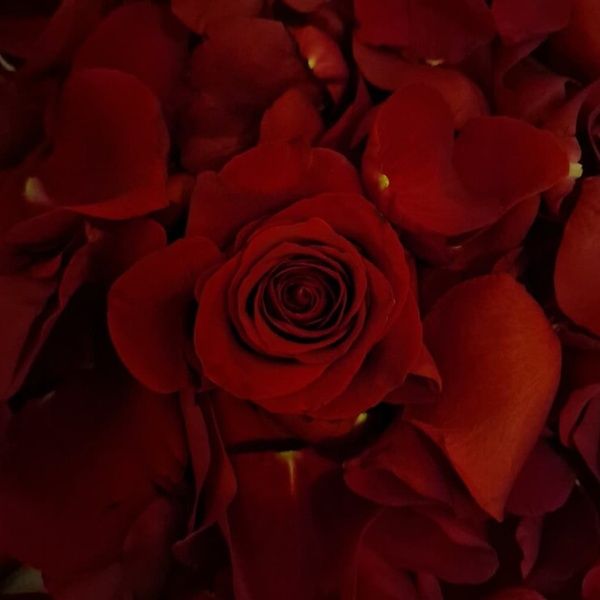 Luxury Rose Petal Display