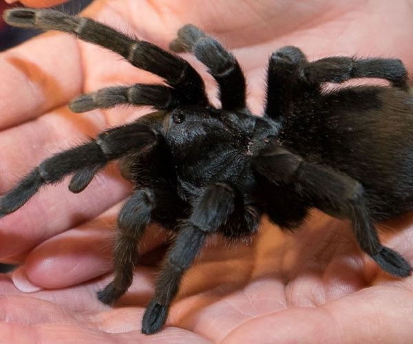 Tarantula